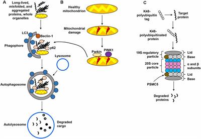 Neonatal Maternal Separation Modifies Proteostasis Marker Expression in the Adult Hippocampus